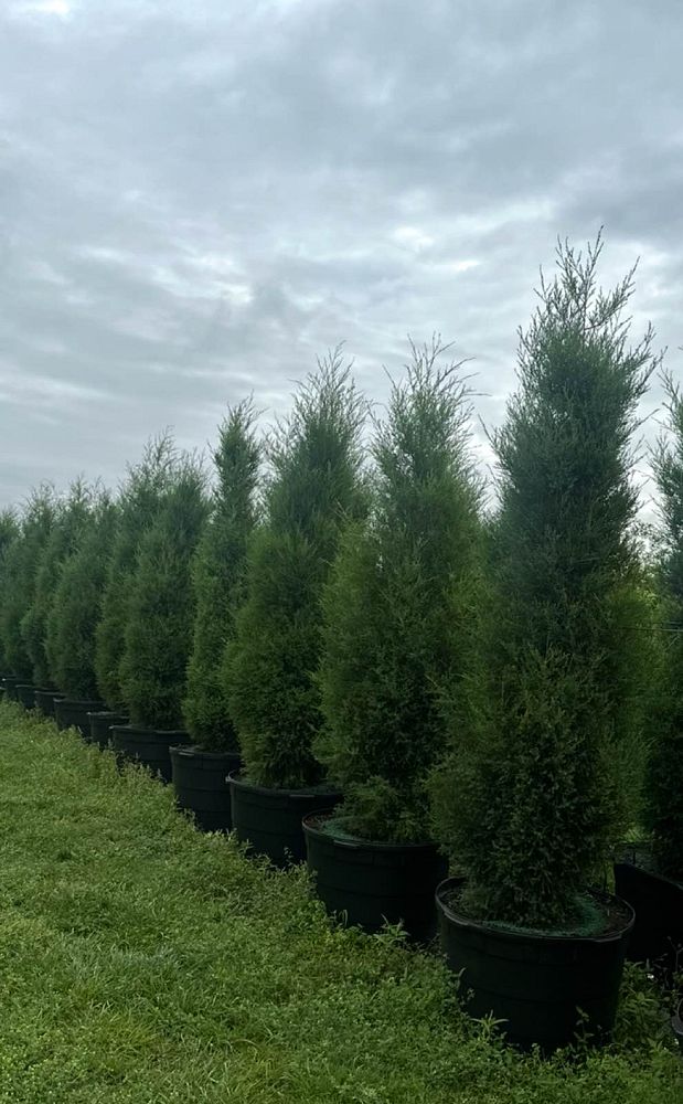 juniperus-virginiana-silicicola-southern-red-cedar