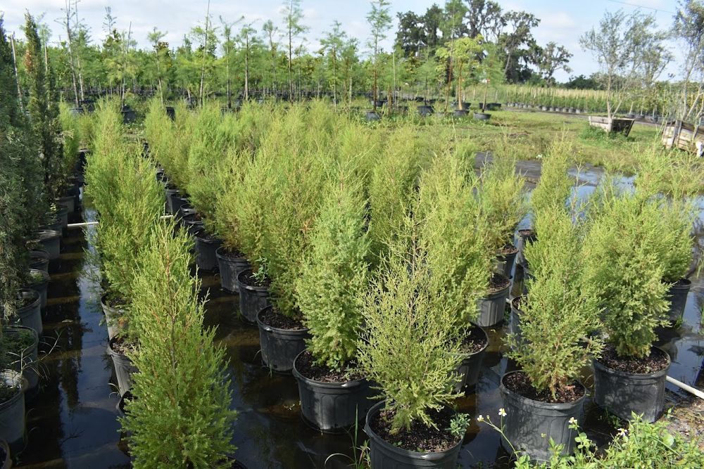 juniperus-virginiana-silicicola-southern-red-cedar