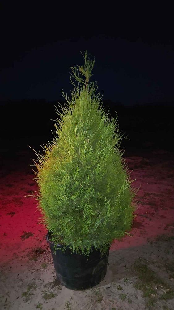 juniperus-virginiana-silicicola-southern-red-cedar