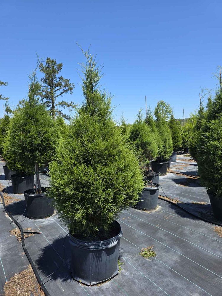juniperus-virginiana-silicicola-southern-red-cedar