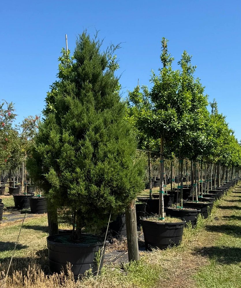 juniperus-virginiana-silicicola-southern-red-cedar