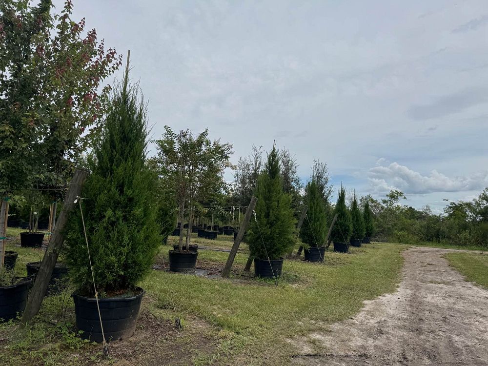 juniperus-virginiana-silicicola-southern-red-cedar