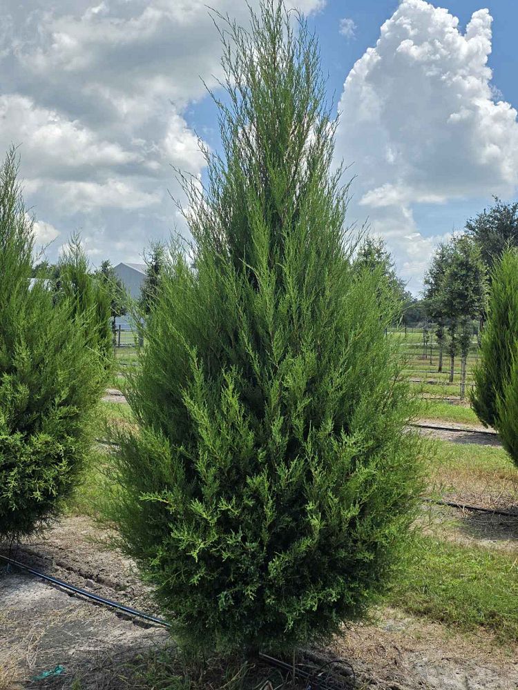 juniperus-virginiana-silicicola-southern-red-cedar