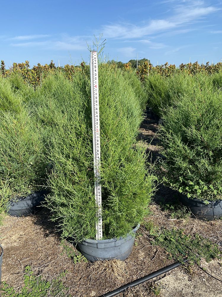 juniperus-virginiana-silicicola-southern-red-cedar