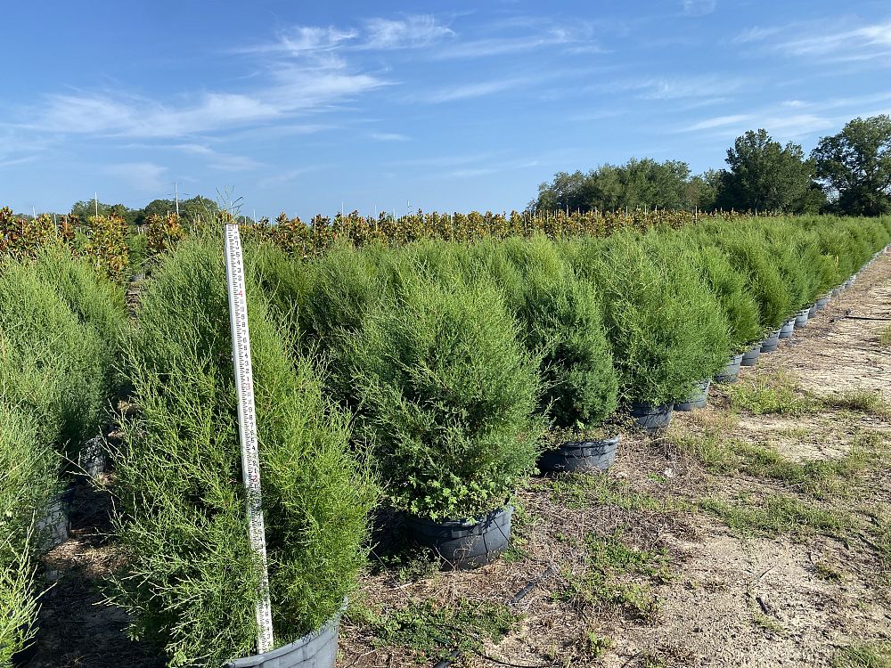 juniperus-virginiana-silicicola-southern-red-cedar