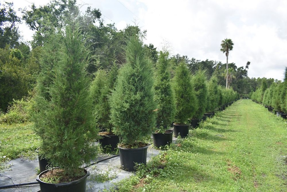 juniperus-virginiana-silicicola-southern-red-cedar