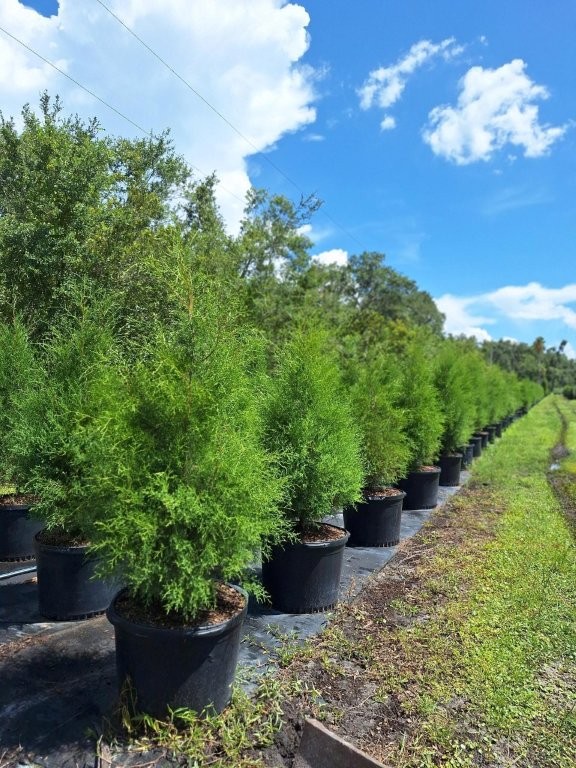 juniperus-virginiana-silicicola-southern-red-cedar