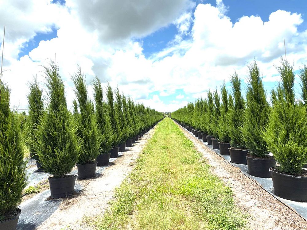juniperus-virginiana-silicicola-southern-red-cedar