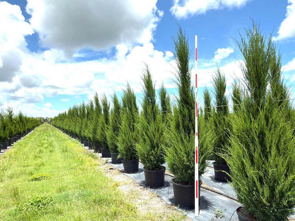 juniperus-virginiana-silicicola-southern-red-cedar
