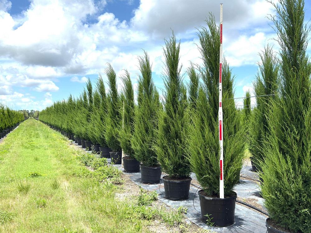 juniperus-virginiana-silicicola-southern-red-cedar