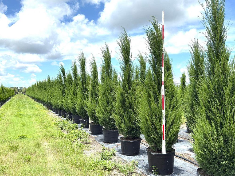 juniperus-virginiana-silicicola-southern-red-cedar