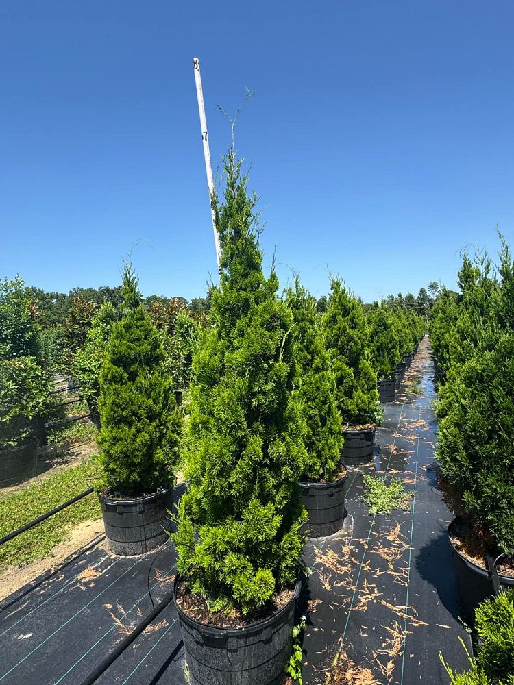 juniperus-virginiana-silicicola-southern-red-cedar