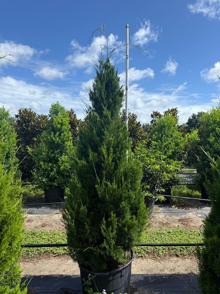 juniperus-virginiana-silicicola-southern-red-cedar