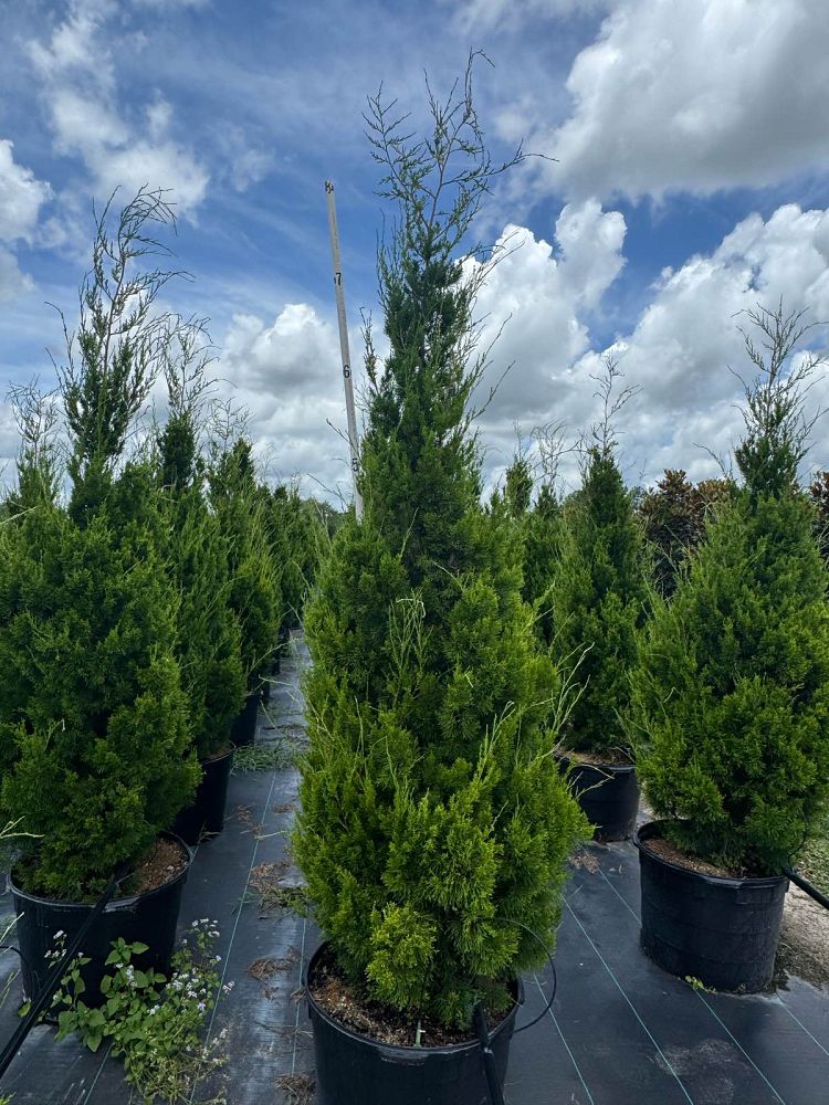juniperus-virginiana-silicicola-southern-red-cedar