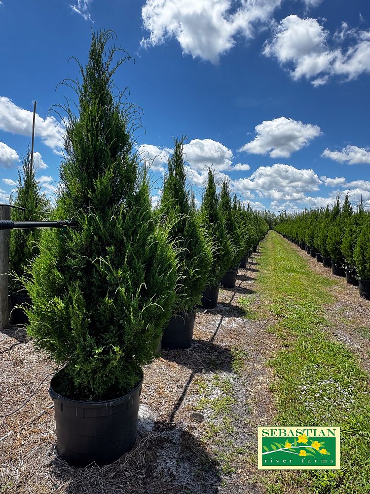 juniperus-virginiana-silicicola-southern-red-cedar