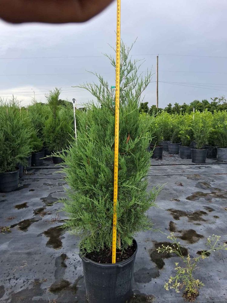 juniperus-virginiana-silicicola-southern-red-cedar