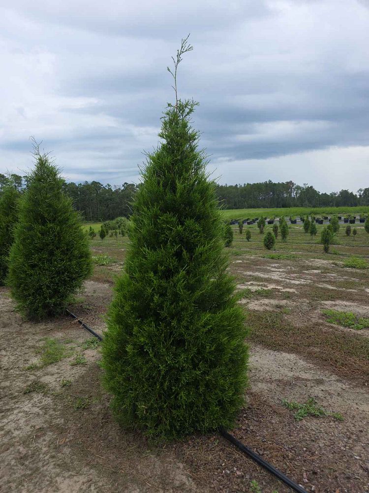 juniperus-virginiana-silicicola-southern-red-cedar