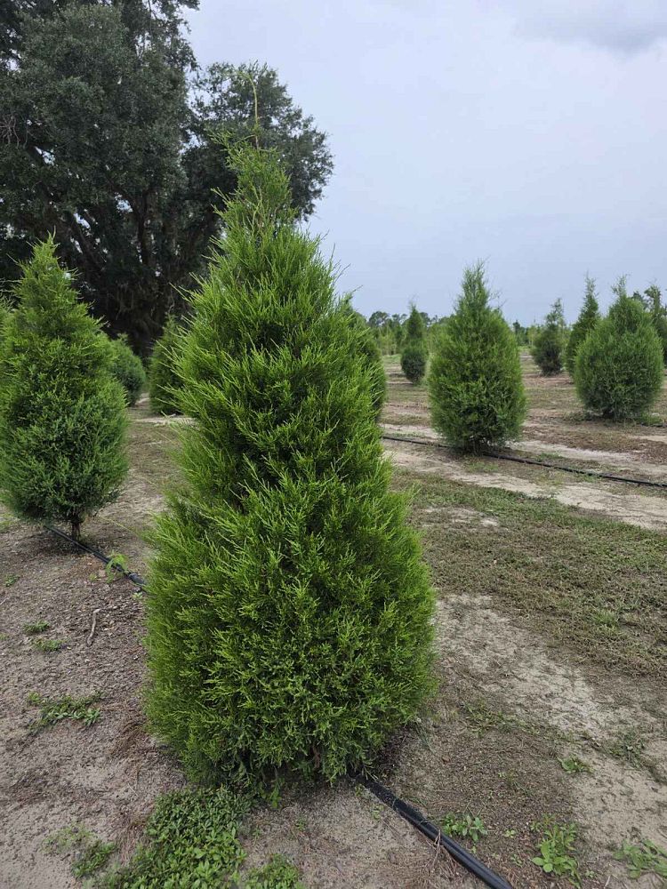 juniperus-virginiana-silicicola-southern-red-cedar
