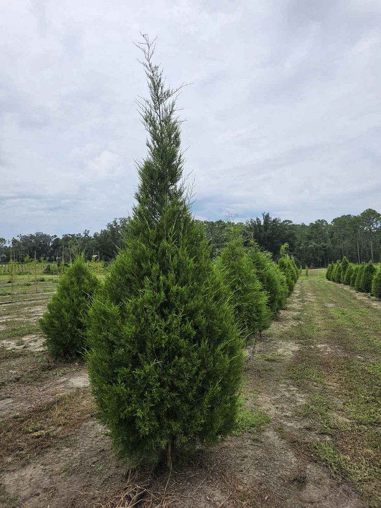 juniperus-virginiana-silicicola-southern-red-cedar