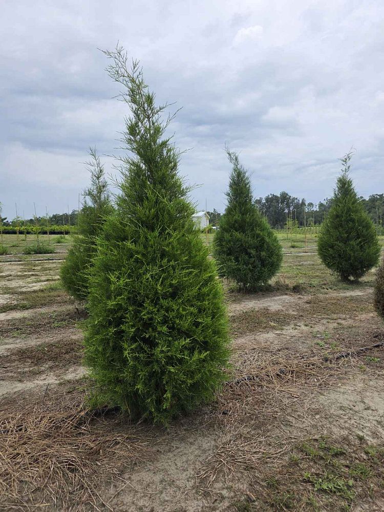 juniperus-virginiana-silicicola-southern-red-cedar