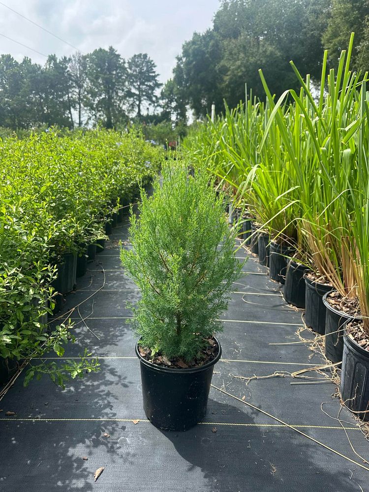 juniperus-virginiana-silicicola-southern-red-cedar