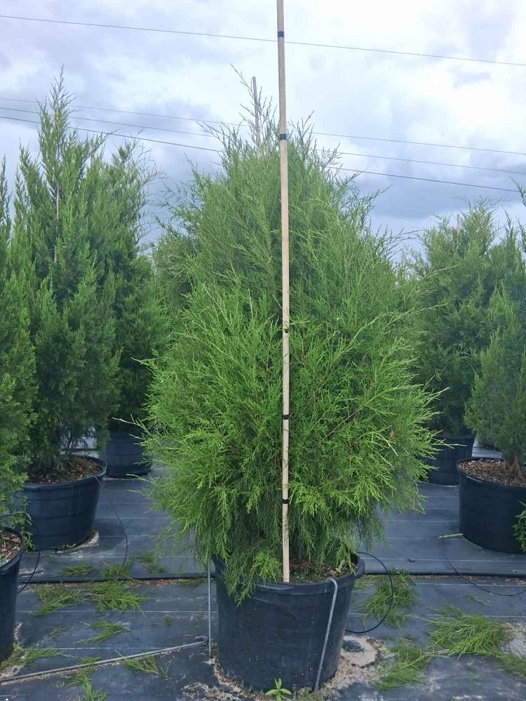 juniperus-virginiana-silicicola-southern-red-cedar