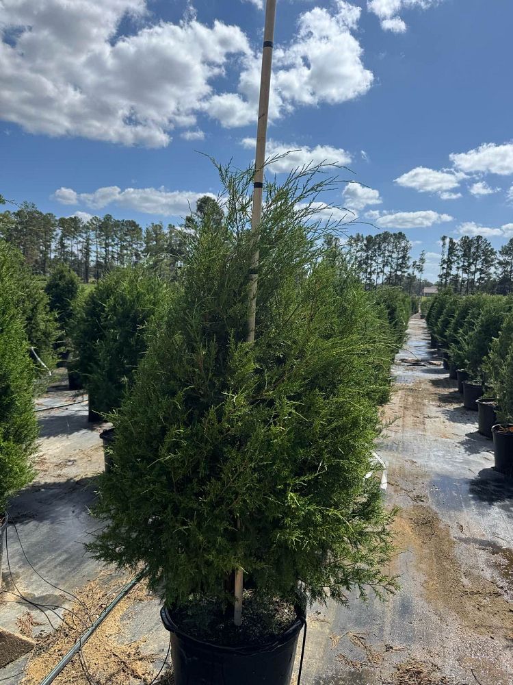 juniperus-virginiana-silicicola-southern-red-cedar