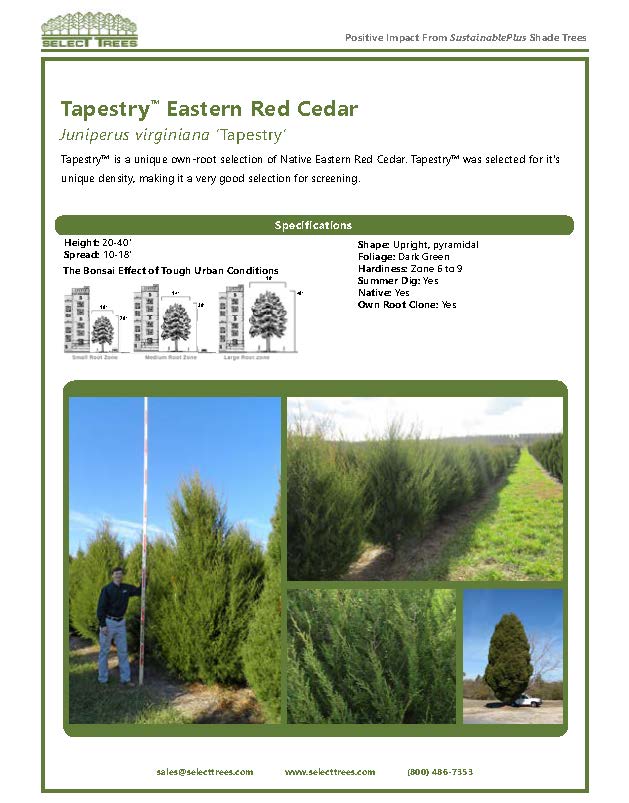 juniperus-virginiana-tapestry-eastern-red-cedar