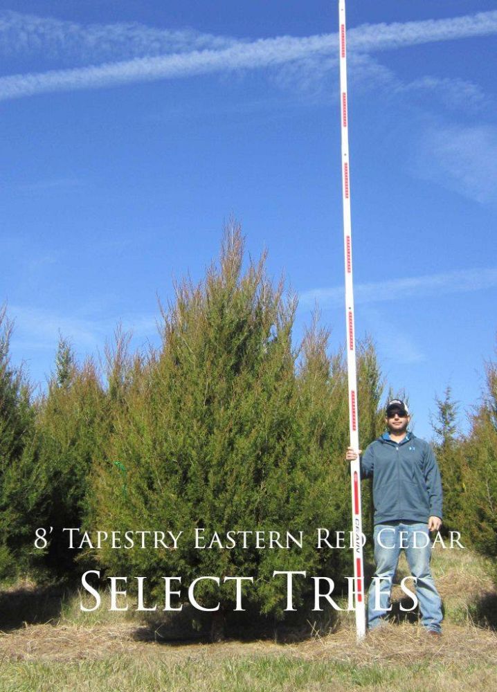 juniperus-virginiana-tapestry-eastern-red-cedar