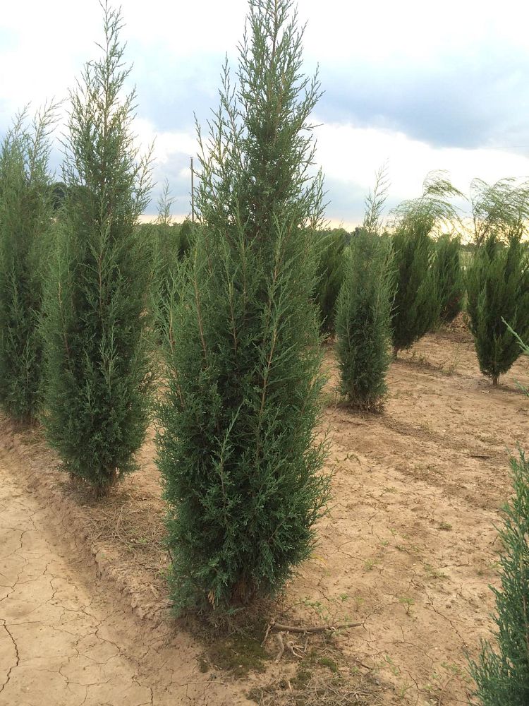 juniperus-virginiana-taylor-eastern-red-cedar