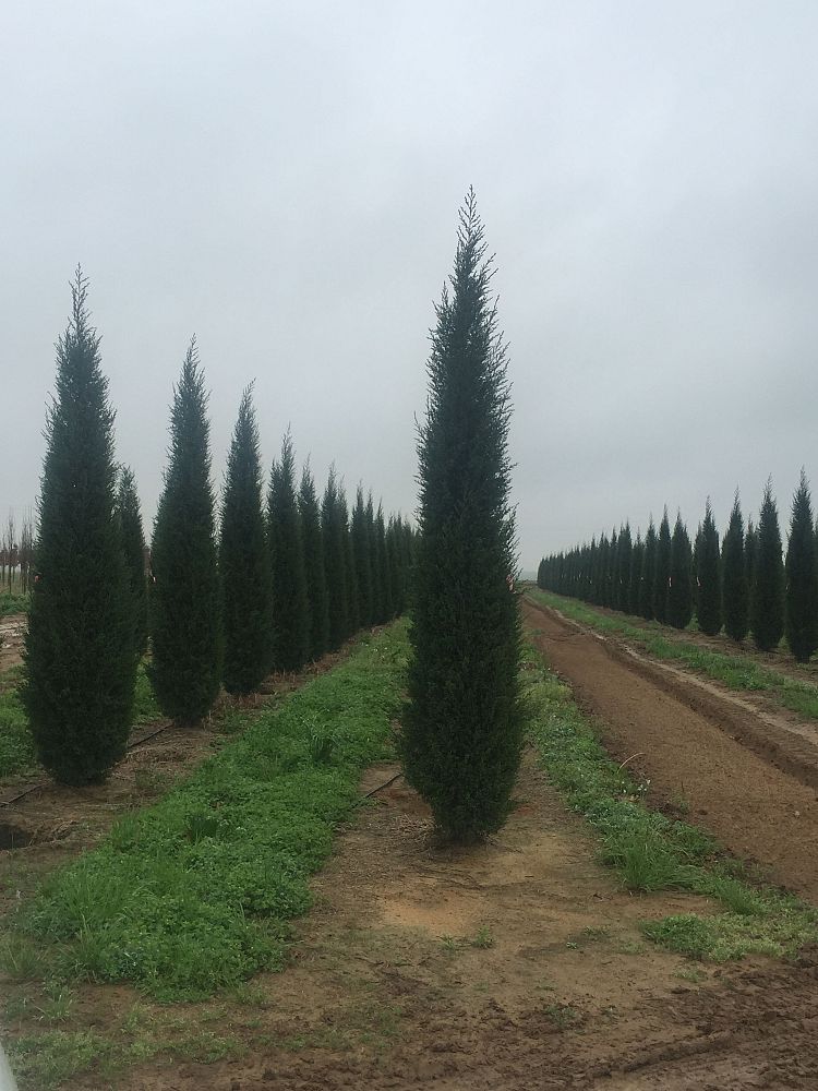 juniperus-virginiana-taylor-eastern-red-cedar