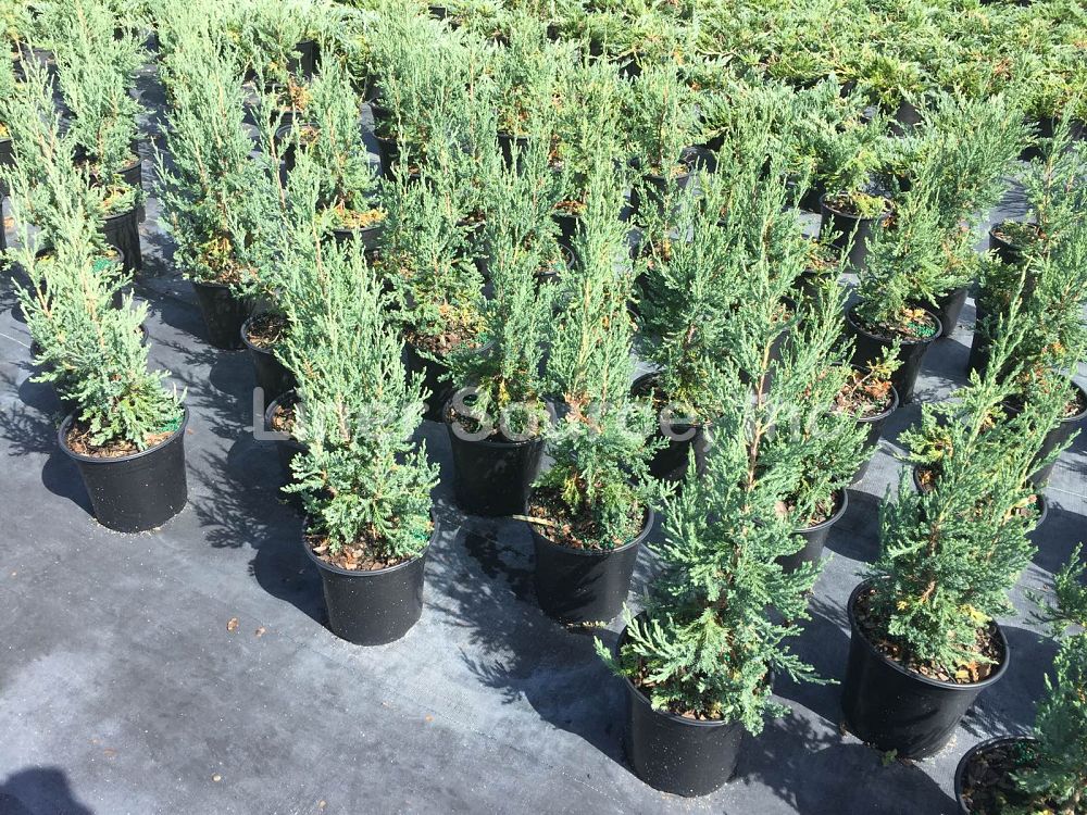 juniperus-virginiana-taylor-eastern-red-cedar