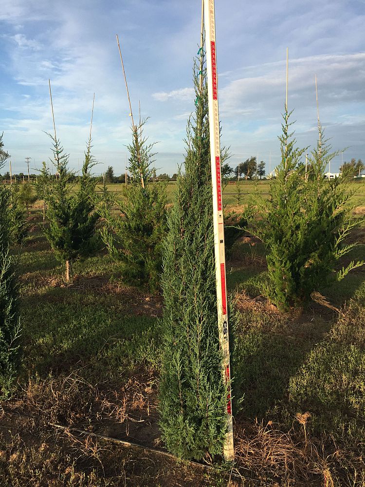 juniperus-virginiana-taylor-eastern-red-cedar