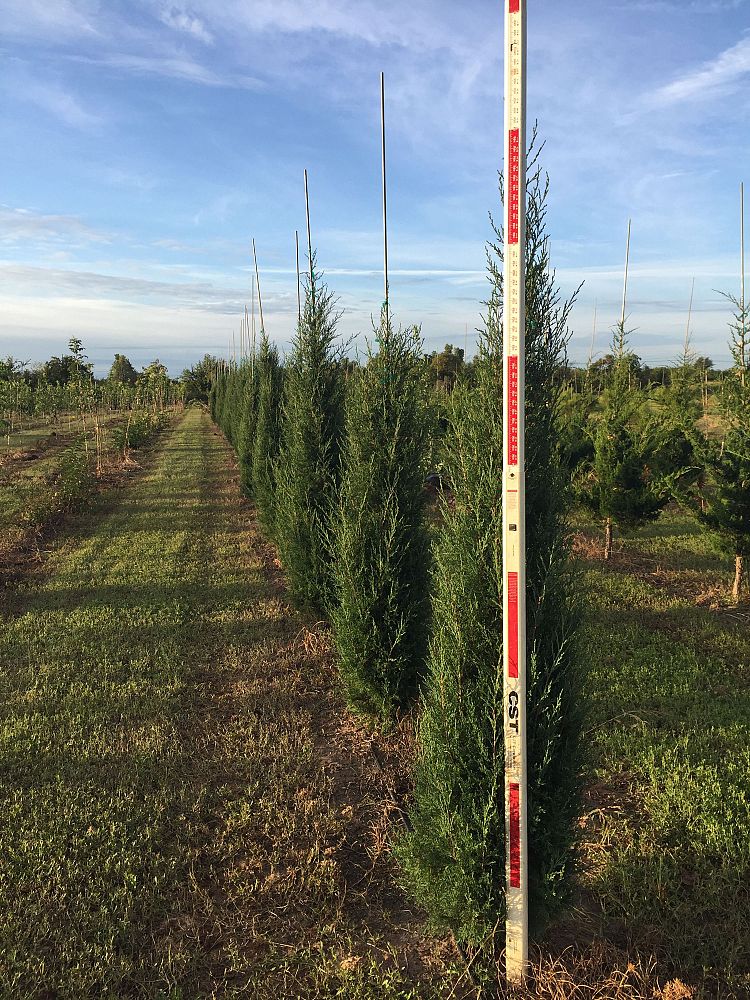 juniperus-virginiana-taylor-eastern-red-cedar