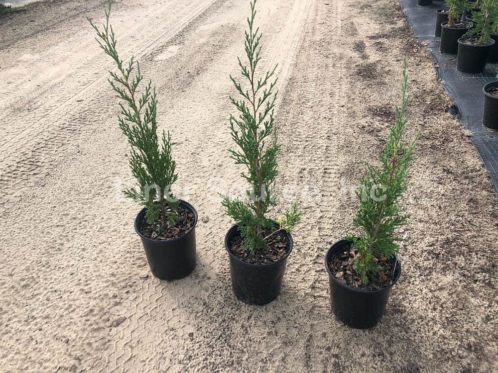 juniperus-virginiana-taylor-eastern-red-cedar