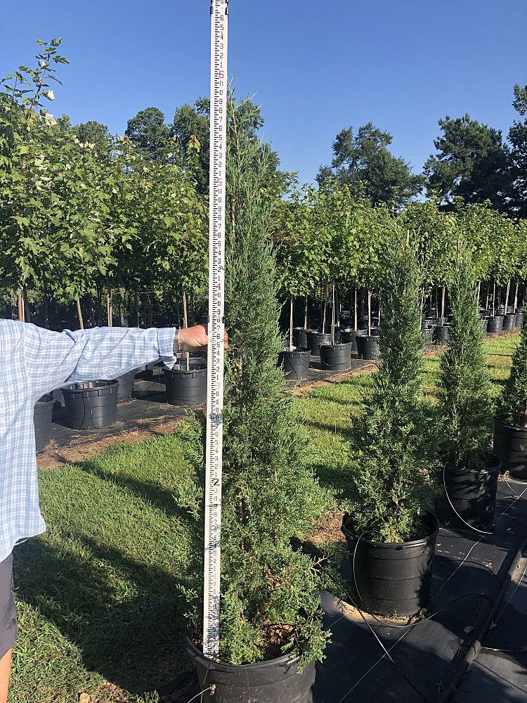 juniperus-virginiana-taylor-eastern-red-cedar
