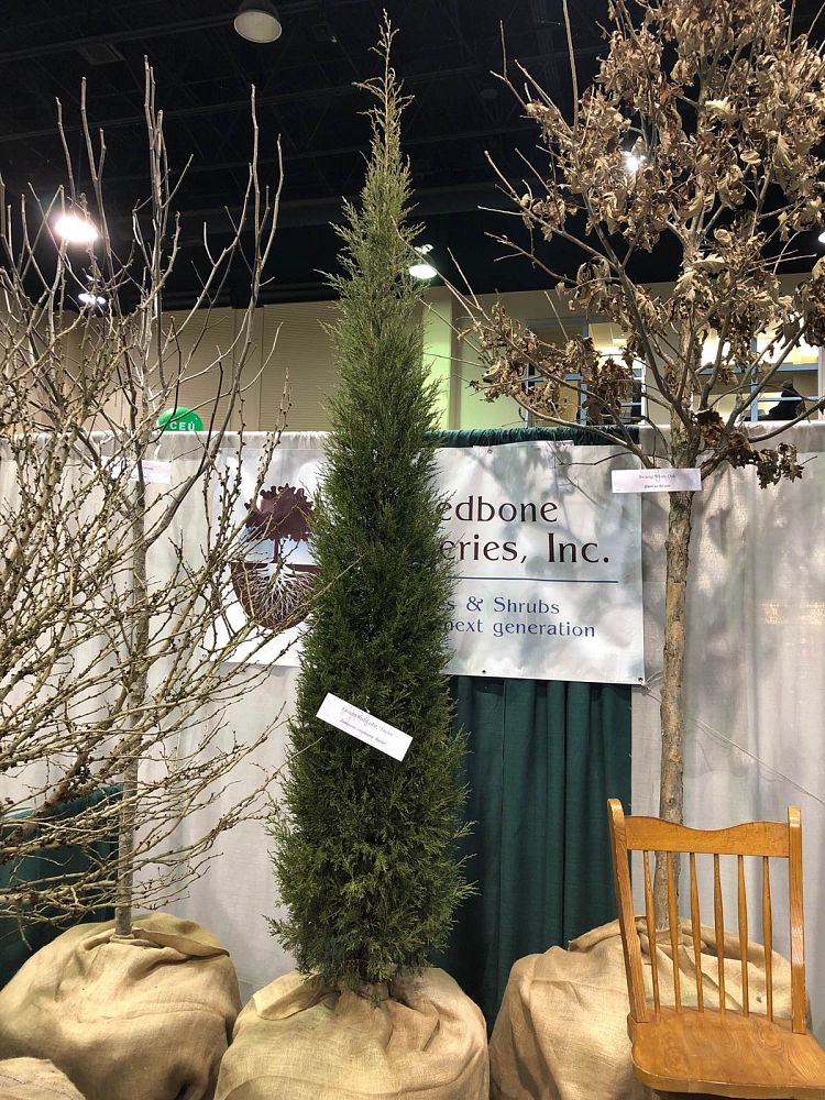 juniperus-virginiana-taylor-eastern-red-cedar