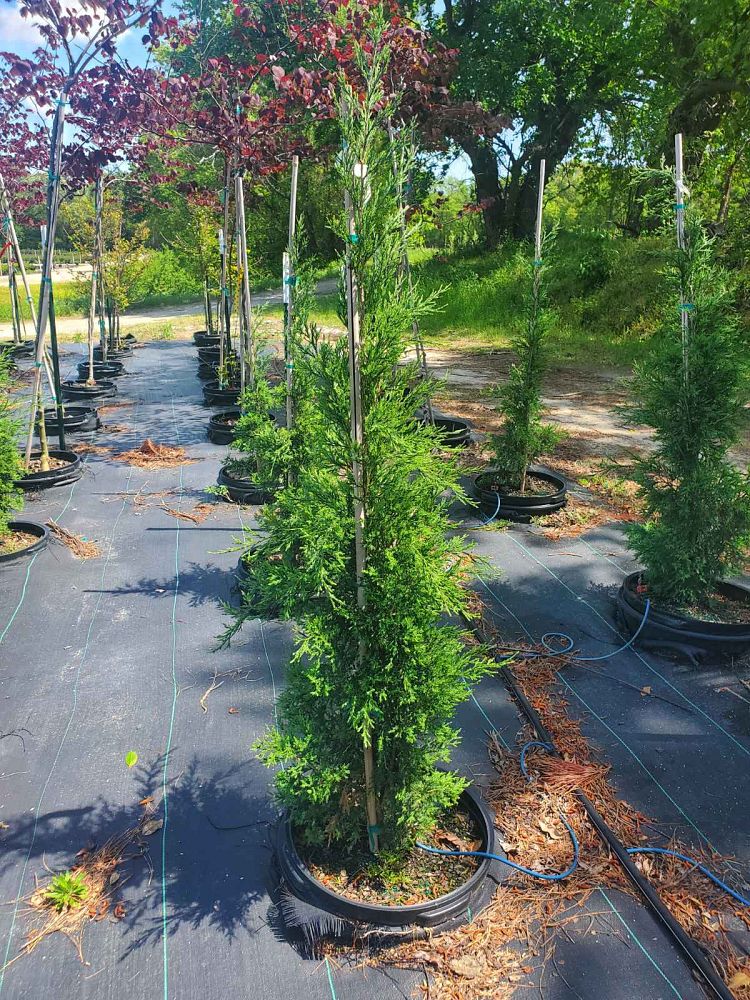 juniperus-virginiana-taylor-eastern-red-cedar