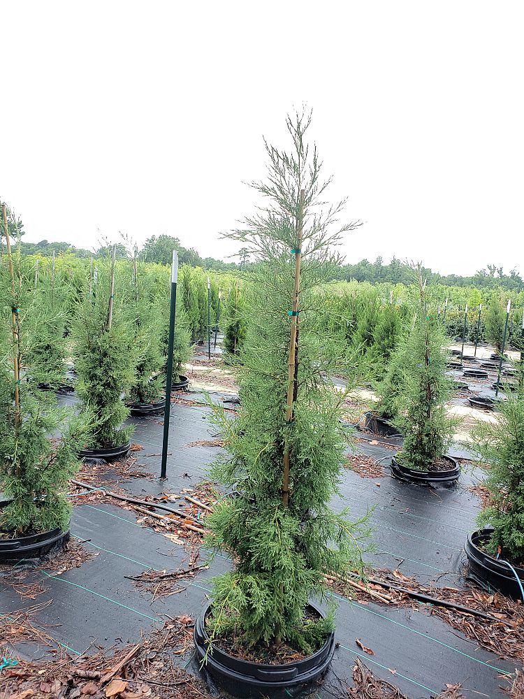 juniperus-virginiana-taylor-eastern-red-cedar