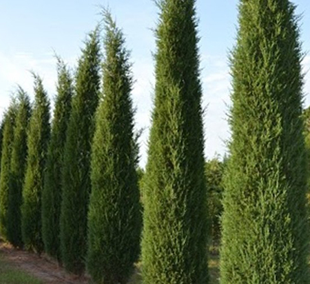 juniperus-virginiana-taylor-eastern-red-cedar