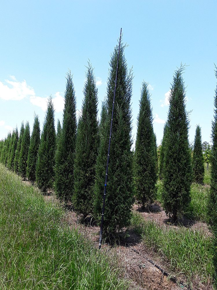 juniperus-virginiana-taylor-eastern-red-cedar