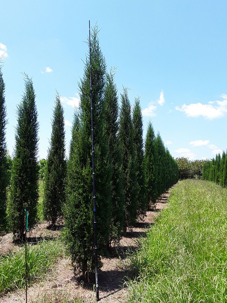 juniperus-virginiana-taylor-eastern-red-cedar