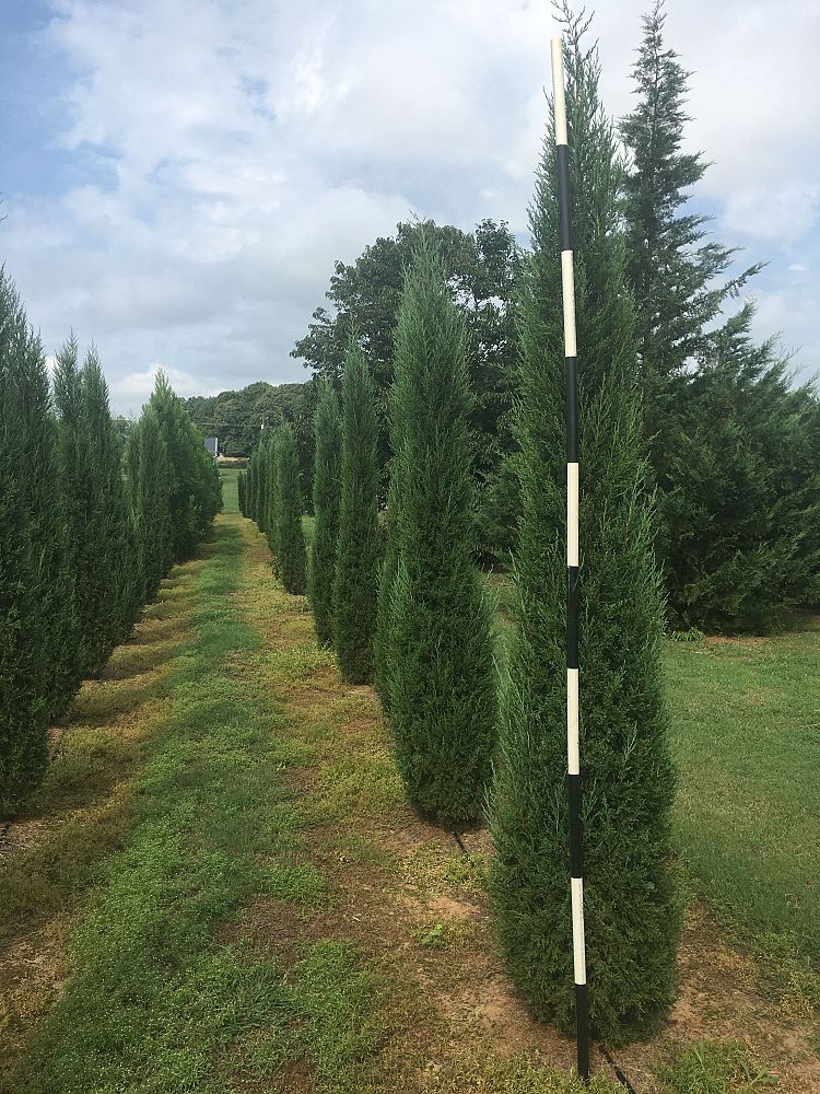juniperus-virginiana-taylor-eastern-red-cedar