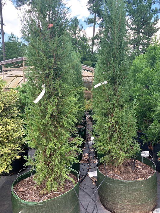 juniperus-virginiana-taylor-eastern-red-cedar