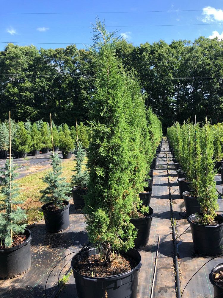juniperus-virginiana-taylor-eastern-red-cedar