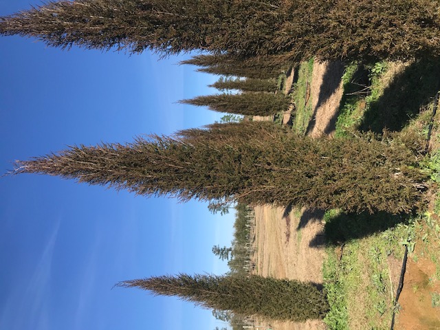 juniperus-virginiana-taylor-eastern-red-cedar