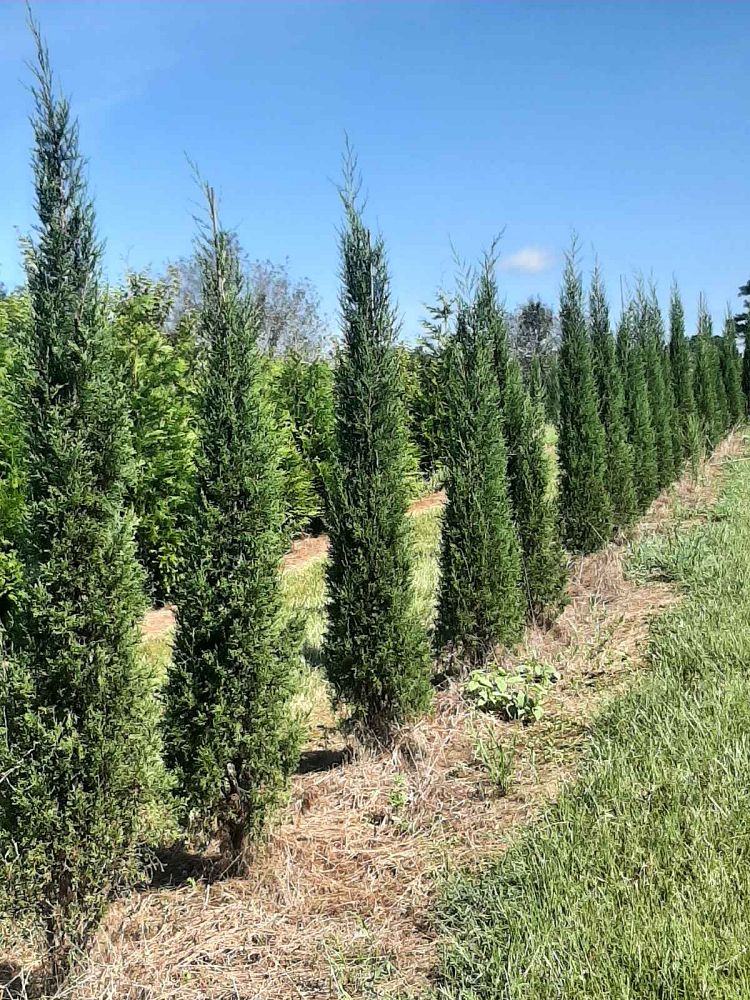 juniperus-virginiana-taylor-eastern-red-cedar