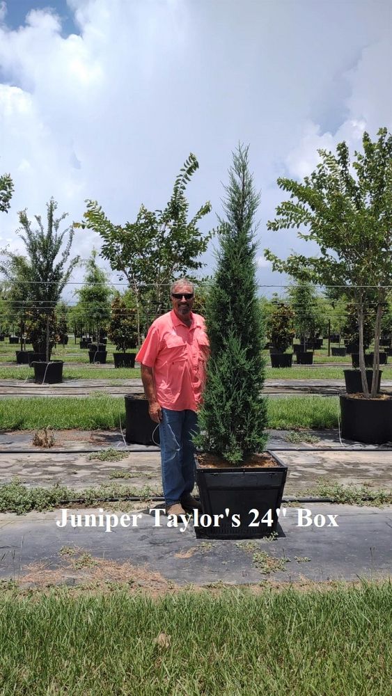 juniperus-virginiana-taylor-eastern-red-cedar