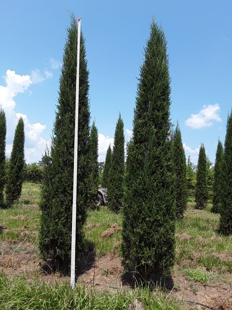 juniperus-virginiana-taylor-eastern-red-cedar