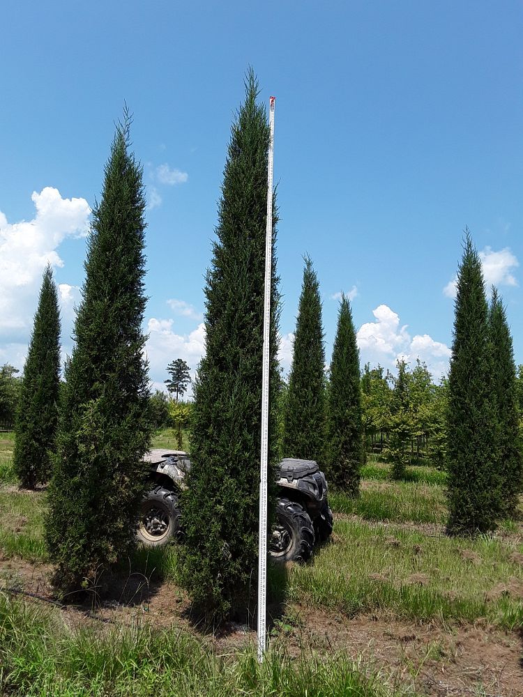 juniperus-virginiana-taylor-eastern-red-cedar